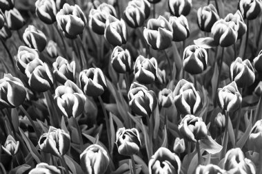 Renkli doğal bir geçmişi olan pembe lale çiçeği tarlası. Hollanda laleleri.