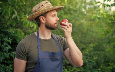 Hasır şapkalı manav domates kokusu alıyor. Boşluğu kopyala.