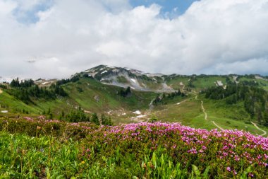 Dağ keneviri çiçeği. Pembe dağ keneviri çiçeği. Doğada dağ keneviri çiçeğinin kır çiçeği olan bir çayır. Yaz doğası. Çiçek açan bitki. Felsefe çiçeği vurgu vurgusu..