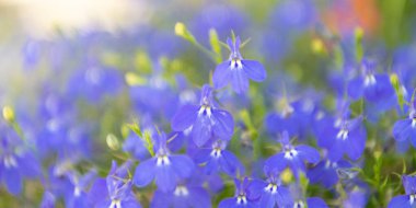 Mavi lobelia çiçeği. Doğal çiçek bitkisi. Flora Doğa. Mavi çiçek arka planı. Çiçek lobelia mavi arka plan. Lobelia çiçeği. Makroda çiçek açan lobelia, seçici odaklanma. İlkbahar doğal fon.