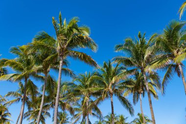 Tropik yaz tatili. Egzotik doğa. Palmiye ağacı. Miami güney sahilinde yaz tatili. Kaliforniya palmiyesi. Miami 'de tropik bir sahil. Palmiye ağacıyla tropik bir açık hava sahnesi. Yükselen palmiye örtüsü.