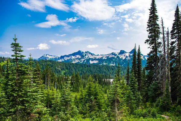 Dağ manzarası. Dağlı orman doğası. Dağ kırsalında doğa. Dağ manzaralı bir yer. Manzara kozalaklı orman. Çam ağacı ve ormanlı dağ manzarası.