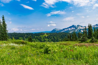 Çam ağacı ve ormanlı dağ manzarası. Manzara kozalaklı orman. Yeşil vadi manzarası. Çayırın doğa manzarası. Vadi ve dağ manzarası. Dağ vadisi. Vahşi bölge.