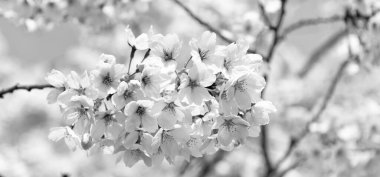 sakura tender blossom on branch of tree, selective focus. macro nature.