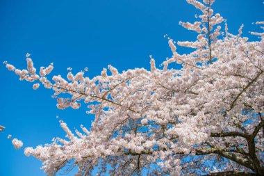 Ağaçtaki güzel, pembe bir çiçek. Baharda çiçek açan Sakura ağacı. Güzel bir bahar sezonu. Sakura ağacı çiçeği. Bahar doğası. Sakura ağacı çiçeği. Kiraz rengi gölgelik.