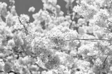 Baharda çiçek açan Sakura ağacı. Güzel bir bahar sezonu. Sakura ağacı çiçeği. Bahar doğası. Sakura ağacı çiçeği. Ağaçtaki güzel, pembe bir çiçek. Japon kiraz çiçeği mevsimi.