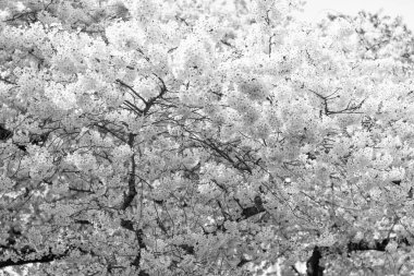 Baharda güzel bir sakura mevsiminin fotoğrafı. Lanet sakura mevsimi. Bahar sakura sezonu. Bahar sakura mevsimi dallarda.