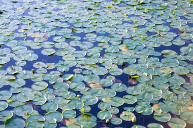 Lily 'nin geçmişi. Nilüfer yaprağının doğal arka planı. Göletteki nilüferlerin arka planı. Su zambağı gölet suyunda yapraklanır. Güzel nilüfer yaprakları.