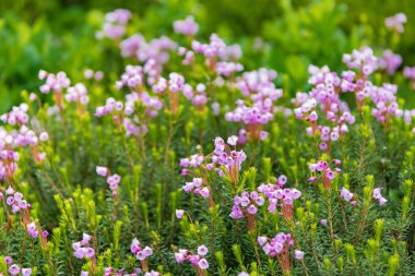 Pembe dağ keneviri çiçeği. Doğada dağ keneviri çiçeğinin kır çiçeği olan bir çayır. Yaz doğası. Çiçek açan bitki. Doğada çiçek. Çiçek açan fundalık..