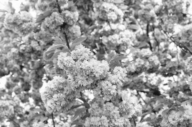 spring flowers. pink sakura flower on blooming spring tree.