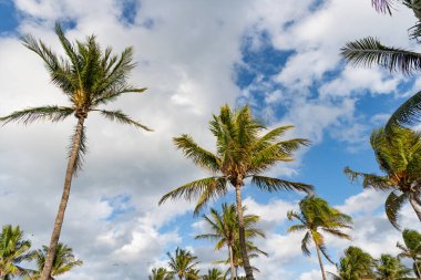 Kaliforniya palmiyesi. Miami 'de tropik bir sahil. Palmiye ağacıyla tropik bir açık hava sahnesi. Tropik yaz tatili. Egzotik doğa. Palmiye ağacı. Miami güney sahilinde yaz tatili. Sallanan palmiye ağacı.