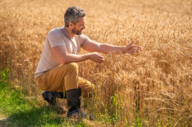 Buğday tarlasında çiftçi. Hasat ve çiftçilik. Tarlada çiftçi. İspanyol çiftçi tarla hasadını, kopyalama alanını kontrol et. Tarımcı çiftçi adam. Ürün koruması. Tarım çiftliği.