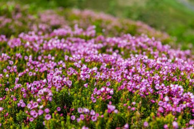 Doğada dağ keneviri çiçeğinin kır çiçeği olan bir çayır. Yaz doğası. Çiçek açan bitki. Felsefe çiçeği, manzara falan. Dağ keneviri çiçeği. Pembe dağ keneviri çiçeği..