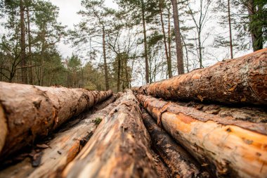 Çam ağacı gövdesi. Timber ürün deposu. Ahşap kereste malzemesi. Yumuşak kereste. Ağaç kütüğü, kereste kütüğü. Çevresel sorunlar. Kereste kesiyorum. Tarım ve ormancılık. Doğa ve ahşap.