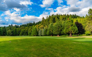 Parktaki çayır manzarası. Yaz parkı doğası. Ormanın manzaralı manzarası. Manzaralı park yolu. Ormanın doğası. Yazın yeşil orman manzarası. Yolu açın. Karışık Ormanın Doğası.