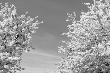 Mavi gökyüzüne karşı pembe Sakura çiçeği. Bahar doğası. Çiçekli Sakura ağacı. Pembe çiçek çalıları. Çiçek açan Sakura. Sakura çiçeği ve çiçek. Güzel bahar sezonu.