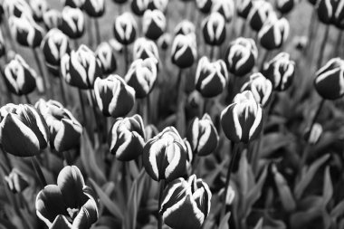 Kırmızı lale çiçeği. Renkli doğal arkaplanı olan yakın plan. Doğa güzelliği.