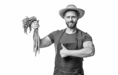 man in apron and hat with carrot vegetable isolated on white. thumb up.