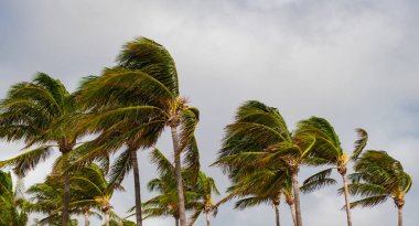 Rüzgarlı havada palmiye ağacı. Florida 'nın güney sahilinde kasırga. Kasırgada palmiye ağacı. Miami 'de tropik bir sahil. Palmiye ağacıyla tropik rüzgarlı hava. Güçlü rüzgar. Egzotik doğa.