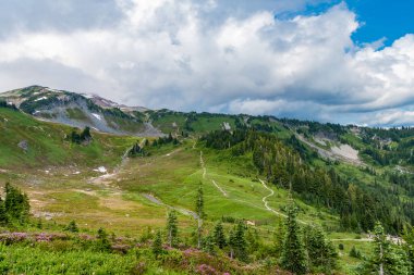 Ormanlı çam ve dağ manzarası. Dağlı orman doğası. Yeşil vadi manzarası. Dağ kırsalında doğa. Manzara kırsal vadi. Dağ vadisi. Görkemli dağ manzarası.