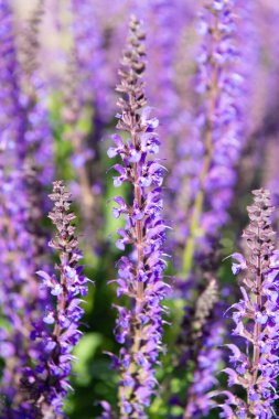 Lavanta tarlası. Yazın lavanta çiçeği. France Provence sahasında. Mor lavanta doğada çiçek açar. Doğanın bileşimi. Çiçek açan yaz çiçekleri. Çiçek tarlası. Yaz doğası.
