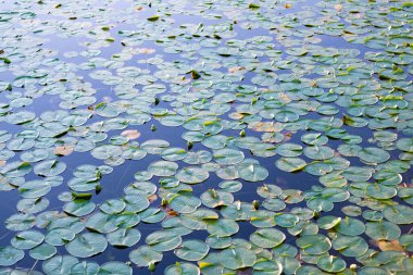 Göletteki nilüferlerin arka planı. Su zambağı gölet suyunda yapraklanır. Lily 'nin geçmişi. Zambak yaprağının doğal arkaplanı.