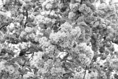 Çiçek açan bahar ağacında pembe sakura çiçeği. kiraz çiçeği..