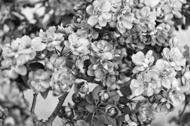 Sakura çiçeğinin güzel bir doğa fotoğrafı. Doğada bahar sakurası. Doğada sakura. Sakura dalda çiçek açıyor..