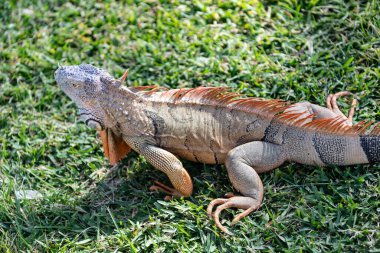 Egzotik sürüngen hayvanı. Vahşi yaşam hayvanı. Tropikal yağmur ormanlarındaki sürüngen hayvan. Vahşi yaşam hayvanat bahçesi ormanı. Ormanda iguana kertenkelesi. Amerikan iguana otçul kertenkelesi. Egzotik iguana sürüngeni. İguana türleri.