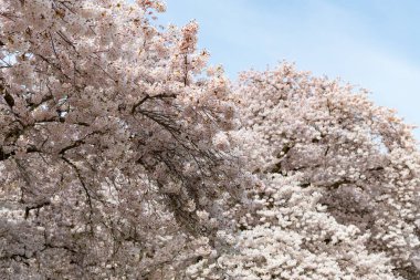 Japon bahar sakura sezonu. Bahar sakura sezonu başladı. Baharda Sakura mevsiminin fotoğrafı. Çiçekli sakura mevsimi.