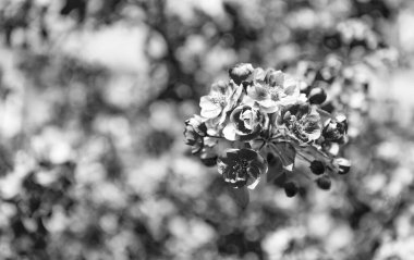 Çiçek açan bahar ağacında pembe sakura çiçeği. kiraz çiçeği..