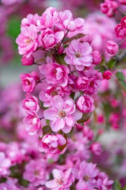 Çiçekli sakura çiçeğinin makro fotoğrafı. Çiçekli sakura çiçeği. Çiçekli sakura dalda çiçek açıyor. Çiçekli sakura çiçeğinin fotoğrafı..
