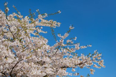 Çiçekli Sakura ağacı. Çiçek açan Sakura. Sakura çiçeği ve çiçek. Güzel bir bahar sezonu. Mavi gökyüzüne karşı pembe Sakura çiçeği. Bahar doğası. Kiraz ağacı bahçesi.