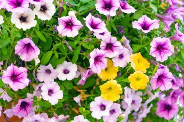 Petunya çiçeği doğada. Yaz doğası. Çiçek açan bitkinin canlı infloresanları. Petunya çiçeği. Çiçekli arka plan. Petunya çiçeği. Canlı petunya bahçesi çiçeği büyüyor. Kokulu çiçek tarhı.