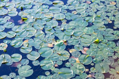 Göletteki nilüferlerin arka planı. Su zambağı gölet suyunda yapraklanır. Lily 'nin geçmişi. Zambak yaprağının doğal arkaplanı.