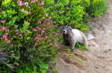 Köstebek yerde. Kemirgen hayvan dağ sıçanı. Kemirgen dağ sıçanı hayvanı. Vahşi yaşam doğası. Marmot capybara. Dağ sıçanı vahşi dağ sıçanı. Dağ kemirgeni. Capybara dışarıda. Doğadaki vahşi hayvan..