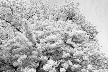 Mevsimlik çiçek açan Sakura 'nın görüntüsü. Çiçekli sakura çiçeği. Çiçek açan sakura çiçeği. Bahar sakura dalda çiçek açıyor..