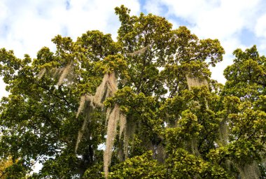 İspanyol yosun ağacı. Asılan yosunlu ağaç bitkisi. İspanyol yosun ağacıyla tropik bir açık hava sahnesi. Egzotik doğa. İspanyol yosunu ağacı.