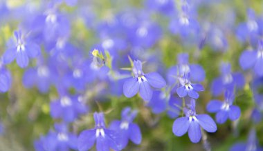 Makroda çiçek açan lobelia, seçici odaklanma. Açık hava çiçekleri. Mavi lobelia çiçeği. Doğal çiçek bitkisi. Çiçek açan arka plan. Çiçek lobelia mavi arka plan. Lobelia çiçeği.