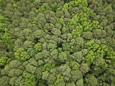 Ormanda yaz yeşili ağacı. Tropik yeşil ormanın doğal manzarası. Hava manzaralı orman ağacı. Yağmur ormanlarının ekosistemi ve sağlıklı bir çevre. Yeşil ağaç ormanının arka planı. Yağmur ormanlarını koruma.