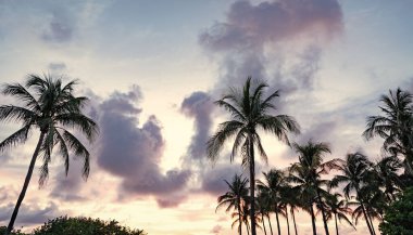 Florida, Miami 'de yaz tatili günbatımı. Kaliforniya palmiyesi. Miami 'de tropik bir sahil. Palmiye ağacıyla tropik bir açık hava sahnesi. Tropik yaz tatili. Egzotik doğa. Palmiye ağacı.