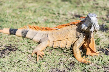 Doğadaki sürüngen hayvan. Vahşi yaşam hayvanat bahçesi ormanda. Tropikal ormanda iguana kertenkelesi. Amerikan iguana otçul kertenkelesi. Egzotik iguana sürüngeni. Egzotik hayvan. Vahşi yaşam hayvanı. Büyük iguana kuyruğu.