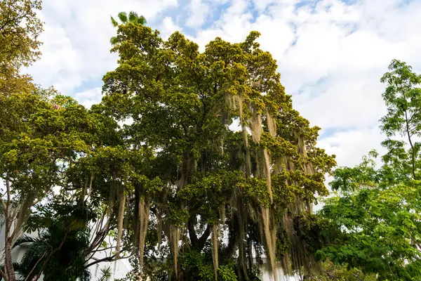 Asılan yosunlu ağaç bitkisi. İspanyol yosun ağacıyla tropik bir açık hava sahnesi. Egzotik doğa. İspanyol yosunu ağacı. İspanyol yosun ağacı. Yeşil doğa.