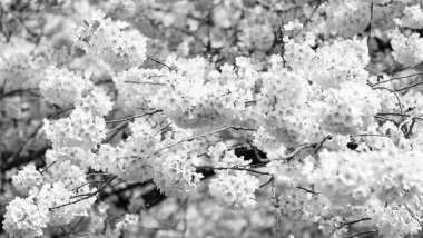 Ağacın dalında kiraz çiçeği, seçici bir odak noktası. Yaz doğası.