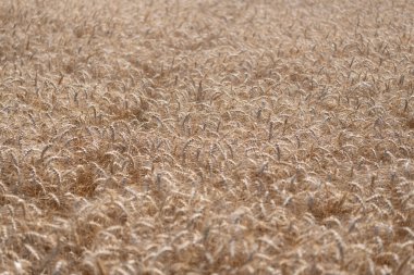 Buğday hasadı. Tahıl tarımı ile tarlada tarım. Organik gıda ekimi. Çavdarlı yaz tarlası. Olgun çavdar tarlasında hasat edilmeyi bekliyor. Çavdar mahsulü. Ürün verimi.