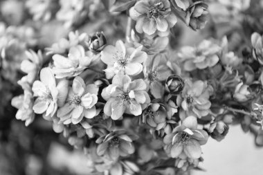 bahar sakura çiçeği, makro. bahar sakura çiçeği. Dalda sakura çiçeği. Sakura çiçeğinin fotoğrafı..