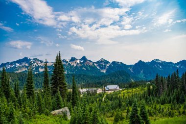 Çam ağacı ve ormanlı dağ manzarası. Manzara kozalaklı orman. Yeşil vadi manzarası. Çayırın doğa manzarası. Valley Dağı 'nın manzarası. Dağ vadisi. Huzurlu kırsal manzara.