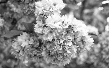 Botanik çiçek açan bahar ağacında pembe sakura çiçeği.