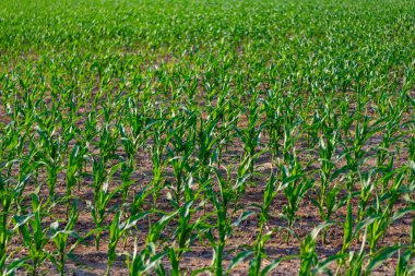 Kırsal kesimlerde tarım ve tarım alanlarında yeşil mısır hasadı..