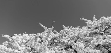 Baharda mavi gökyüzünde sakura ağacı çiçeği. Boşluğu kopyala.
